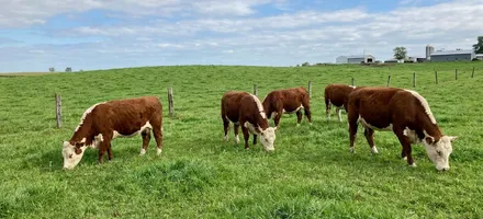 Cattle grazing on pasture